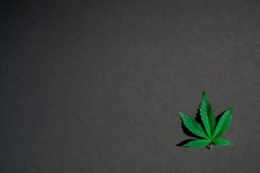cannabis