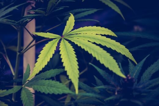 Cannabis and its Legality